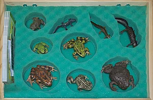 30 Bestimmungskarten "Amphibien des Günztals" und Modelle von Wasserfrosch, Laubfrosch, Grasfrosch, Erdkröte, Kreuzkröte, Gelbbauchunke, Kammmolch, Teichmolch und Bergmolch