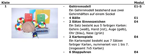 hirnforscherbox mit Gehirnmodell, Sinneszeichen, Kartenspiele, Stoppuhren